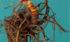 Supplements for Menopause: Natural Aids for Wellbeing