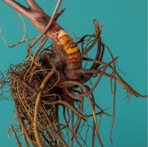Supplements for Menopause: Natural Aids for Wellbeing