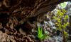 Belizean Caves: Discovering Archaeology and Biodiversity Insights