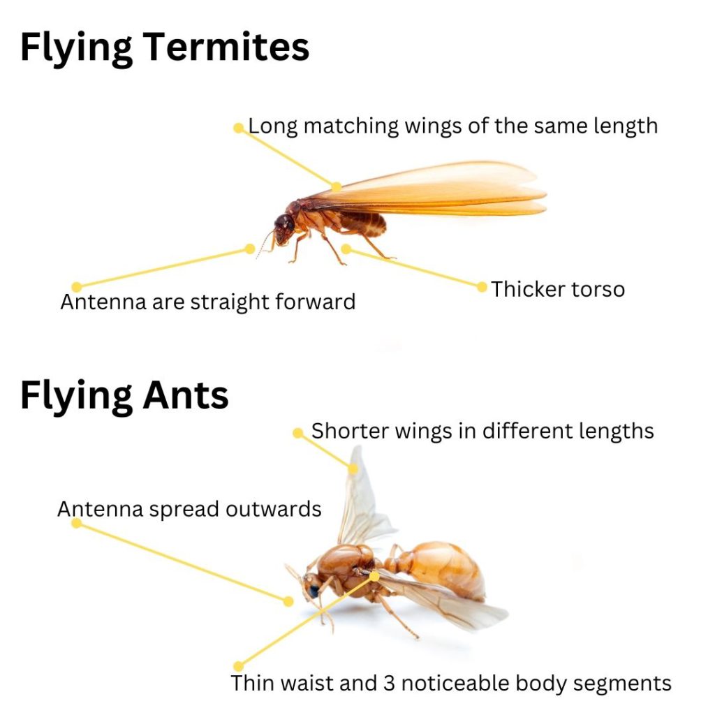 Flying Termites: Their Importance and How to Respond