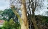Spotted Gum Tree in Adamstown Heights Hit by Lightning