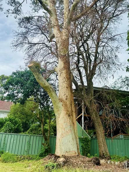 Spotted Gum Tree in Adamstown Heights Hit by Lightning
