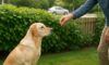 Bark Control Techniques for Effectively Managing Dog Noise