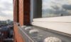 Bird Proofing Solutions: Options for Spike-Free Gel Repellents