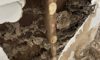 Termite Inspection Tips for Winter in Sydney Homes