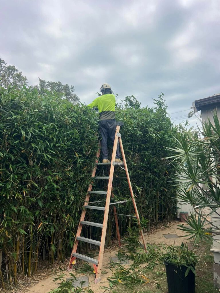 Hedging Plants: Low-Maintenance Options for Newcastle Gardens