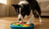 Border Collie Mental Stimulation Tips You Need to Try
